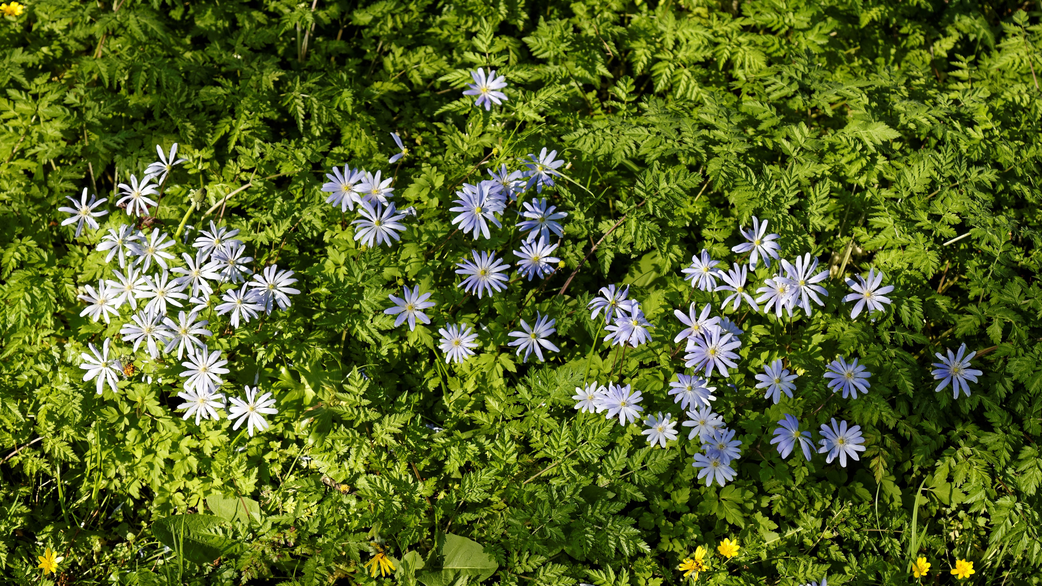 Anemone blanda 'Blue Shades' Ballyrobert Gardens