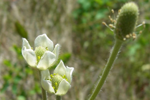 Anemone cylindrica