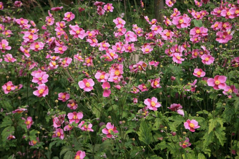 Anemone hupehensis 'Hadspen Abundance'