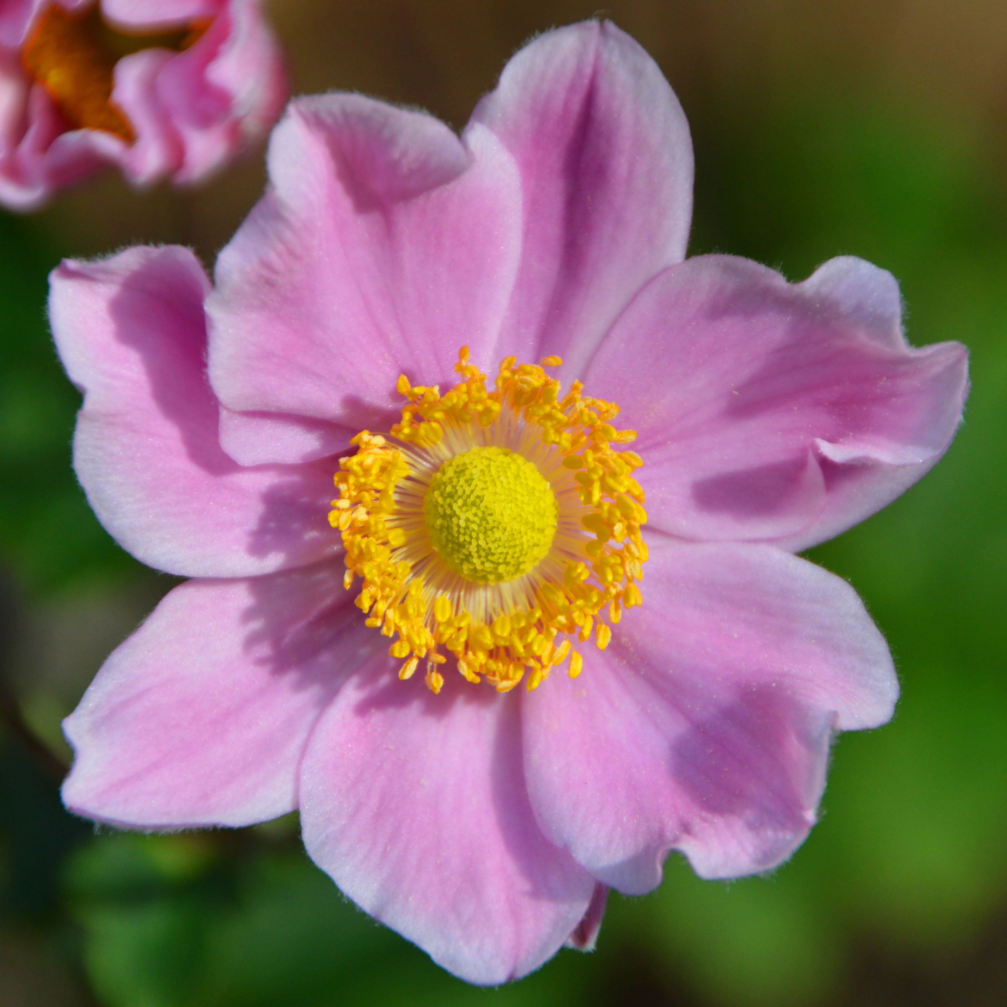 Anemone hupehensis 'Hadspen Abundance' Ballyrobert Gardens