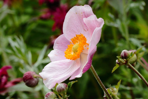 Anemone hupehensis 'Ouvertüre'