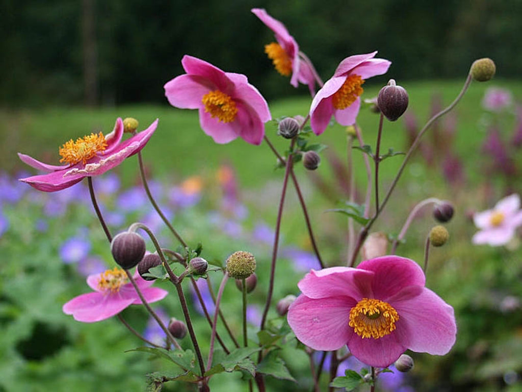 Japanese anemone shop