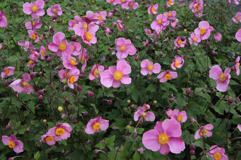 Anemone hupehensis 'Praecox'