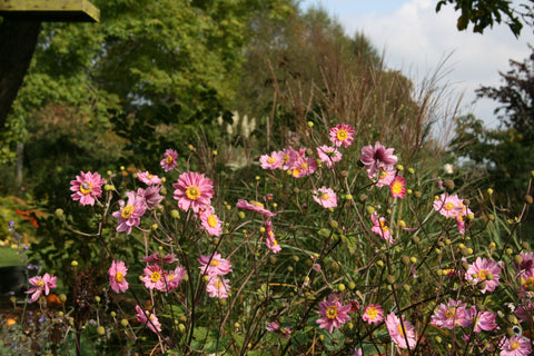 Anemone hupehensis var. japonica 'Pamina'