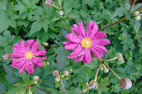 Anemone hupehensis var. japonica 'Prinz Heinrich'