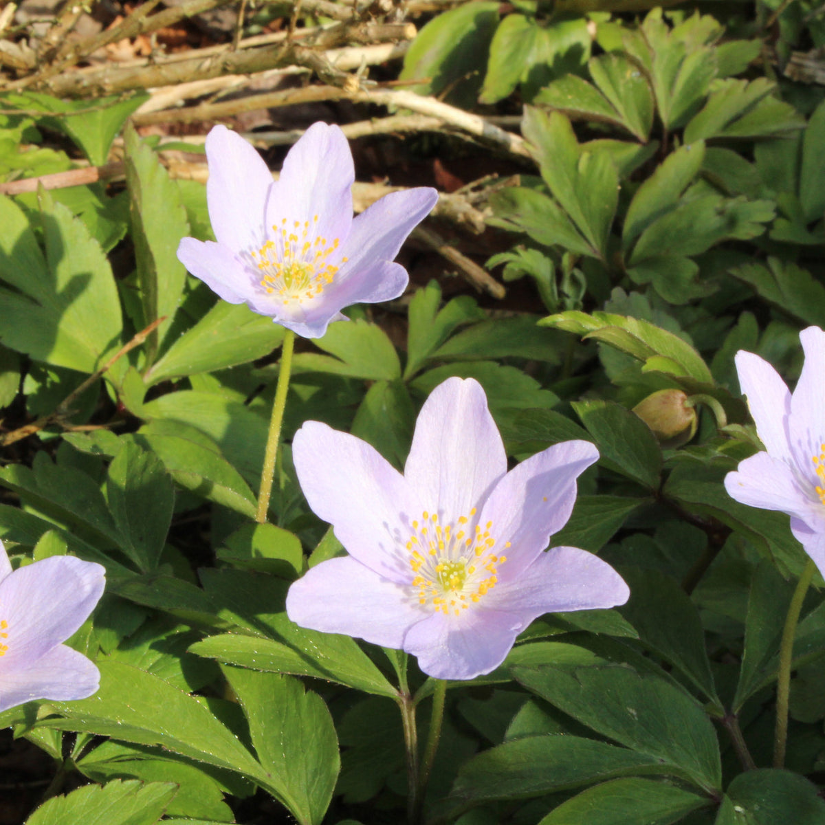 Anemone nemorosa 'Robinsoniana' – Ballyrobert Gardens