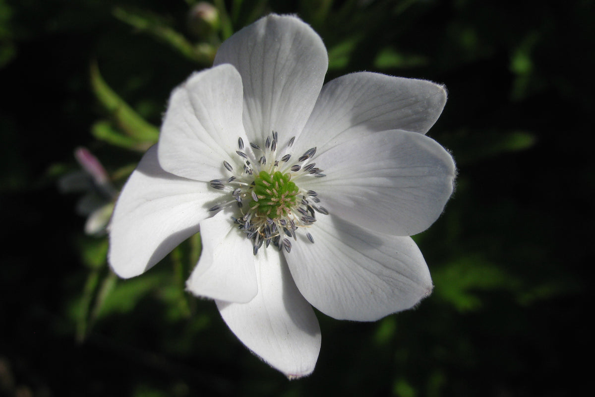Anemone rivularis – Ballyrobert Gardens