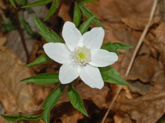 Anemone trifolia L.