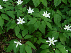 Anemone trifolia L.