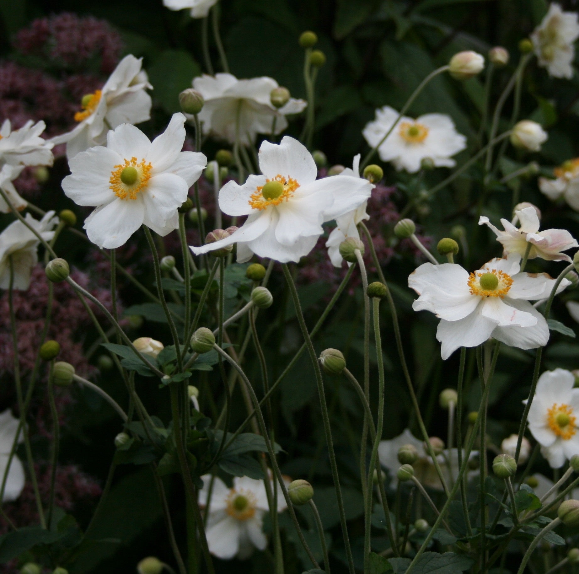 Anemone x hybrida 'Andrea Atkinson' Ballyrobert Gardens