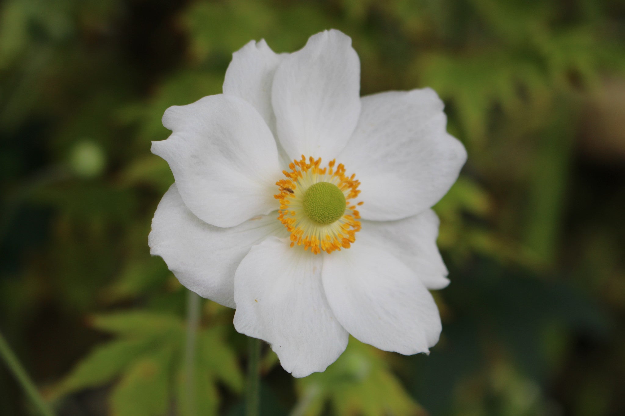 Anemone x hybrida 'Andrea Atkinson' Ballyrobert Gardens