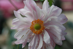 Anemone x hybrida 'Königin Charlotte'