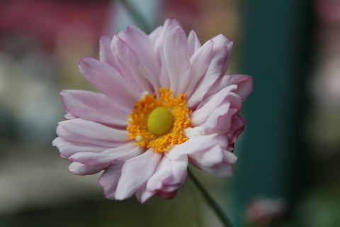 Anemone x hybrida 'Königin Charlotte'