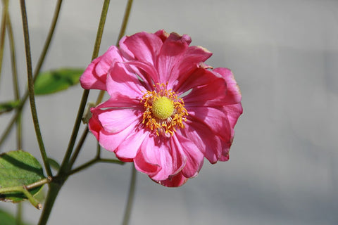 Anemone x hybrida 'Margarete' Kayser & Seibert