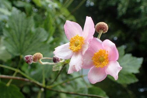 Anemone x hybrida 'Robustissima'