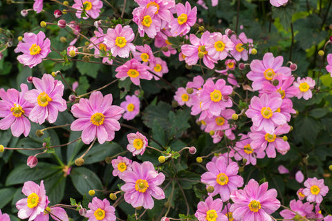 Anemone x hybrida 'Serenade'