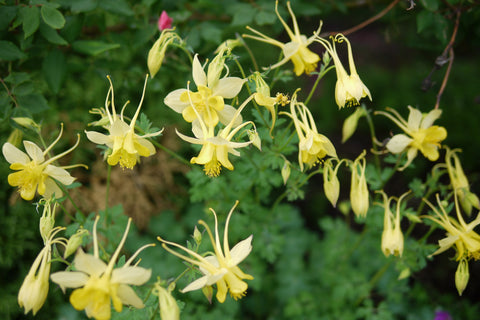 Aquilegia chrysantha 'Yellow Queen'