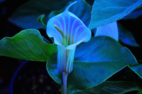 Arisaema candidissimum