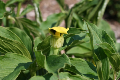 Arisaema flavum