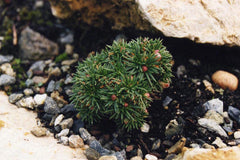 Armeria juniperifolia 'Bevan's Variety'