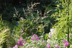 Artemisia 'Rosenschleier'