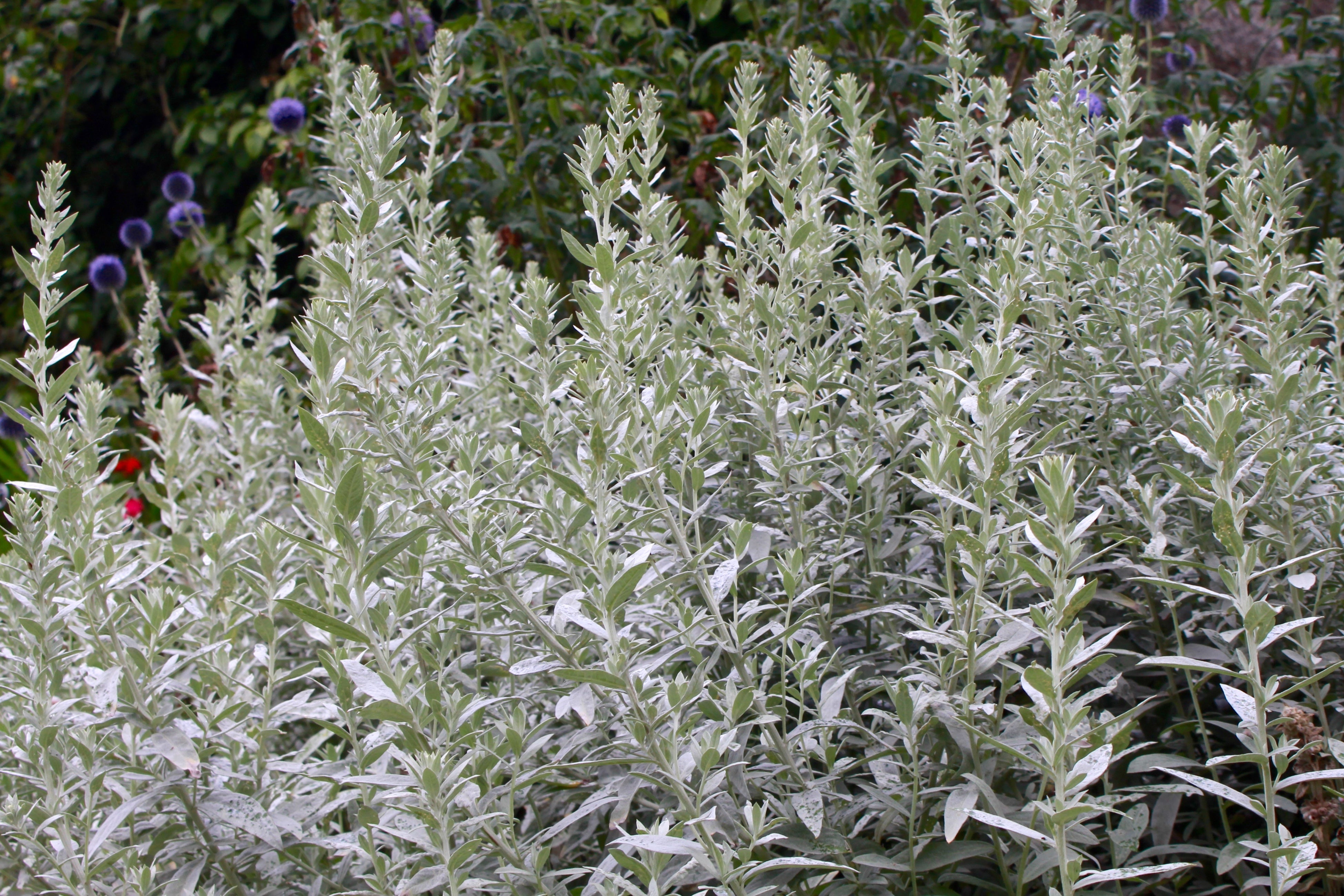 silver queen artemisia plant Artemisia ludoviciana 'Silver Queen' – Ballyrobert Gardens