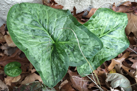 Arum 'Chameleon'