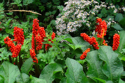 Arum italicum