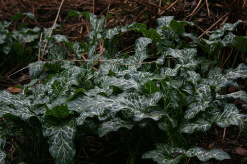 Arum italicum subsp. italicum 'Marmoratum'