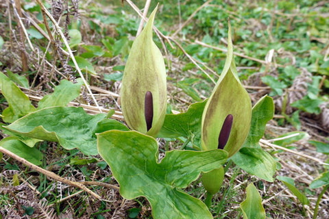 Arum maculatum