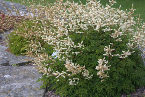 Aruncus aethusifolius