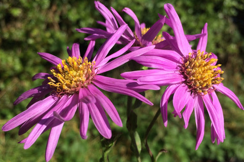 Aster amellus 'Brilliant'