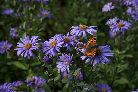 Aster x frikartii 'Jungfrau'