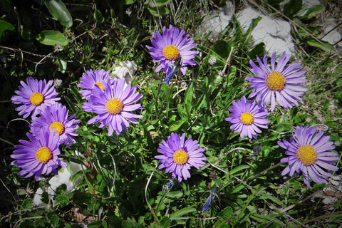 Aster alpinus