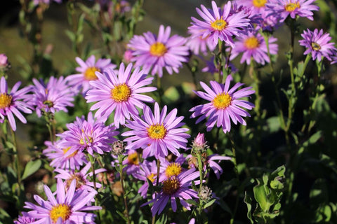 Aster amellus 'Rosa Erfüllung'