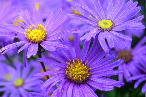 Aster amellus 'Veilchenkönigin'