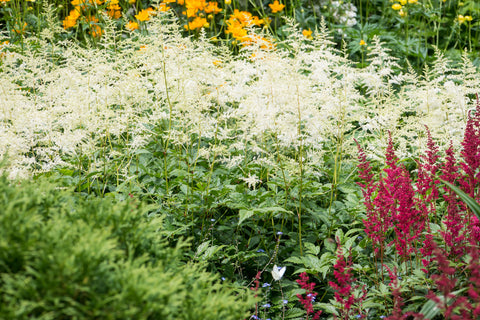 Astilbe 'Brautschleier' (x arendsii)