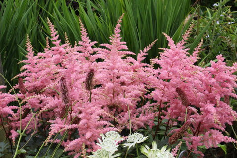 Astilbe 'Bressingham Beauty' (x arendsii)