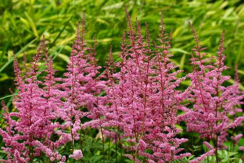 Astilbe 'Cattleya' (x arendsii)