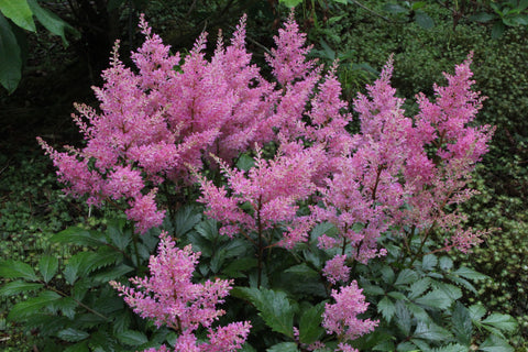 Astilbe 'Darwin's Dream'