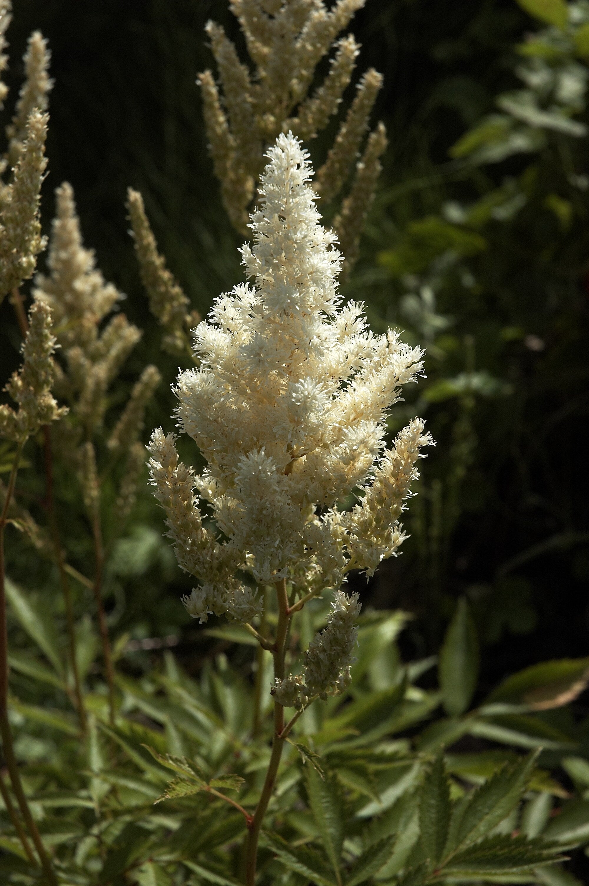 Astilbe 'Deutschland' (japonica hybrid) Ballyrobert Gardens
