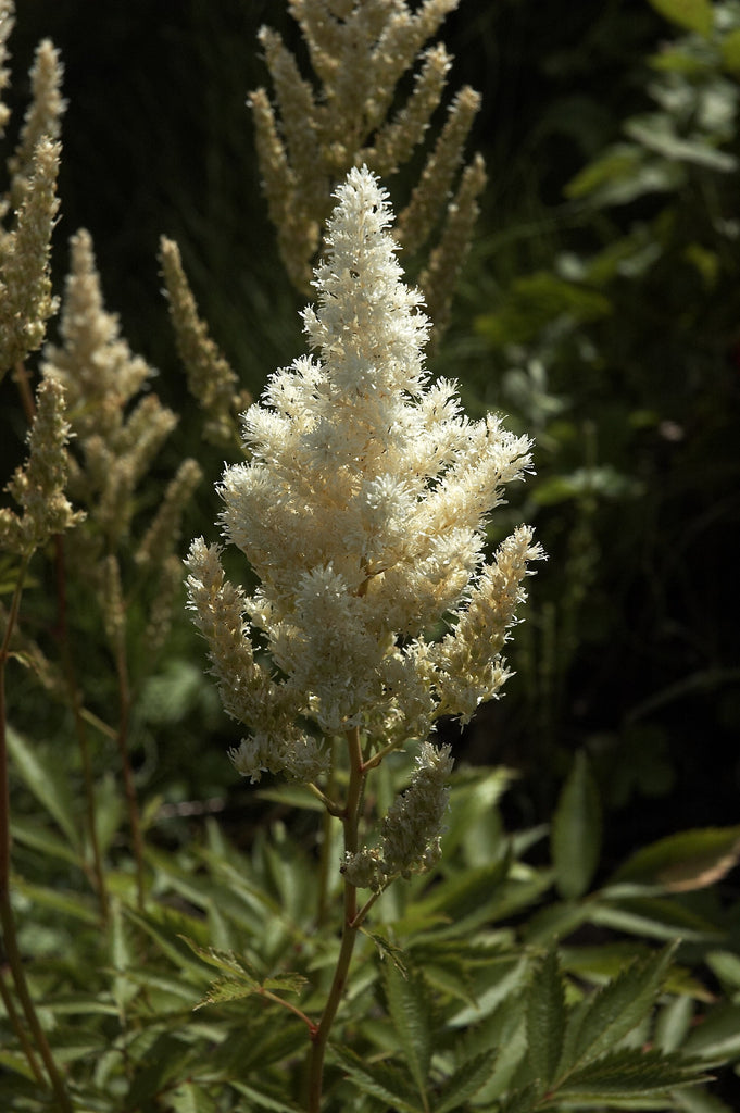 Astilbe deutschland deals