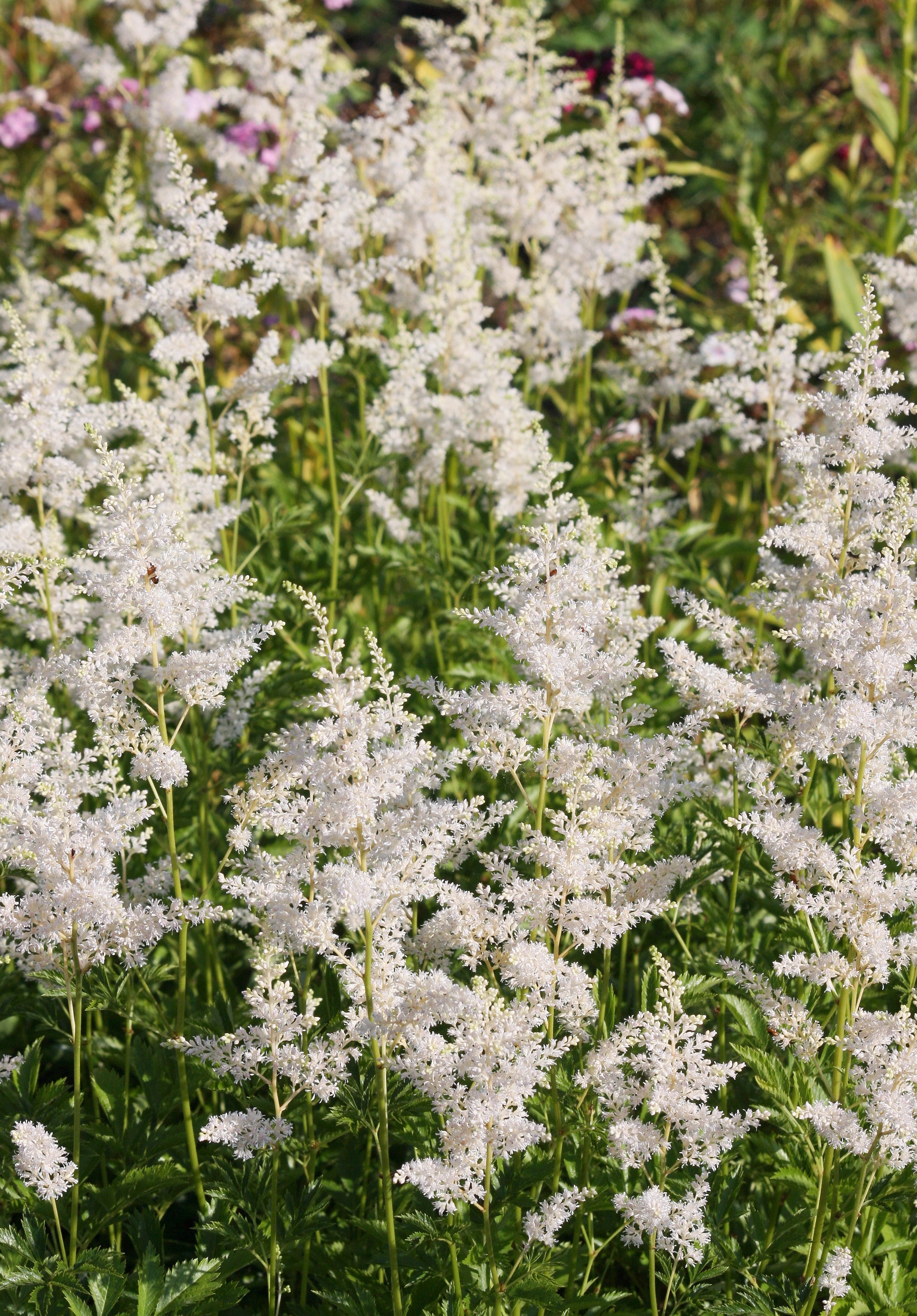 Astilbe 'Deutschland' (japonica hybrid) Ballyrobert Gardens