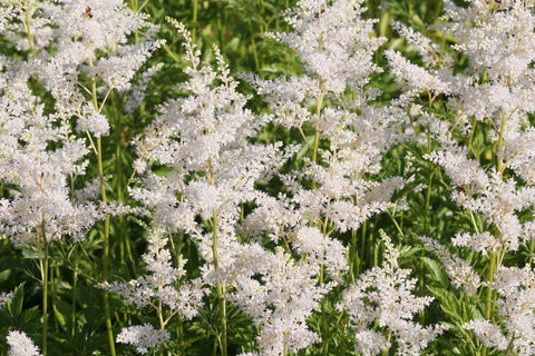 Astilbe 'Deutschland' (japonica hybrid)