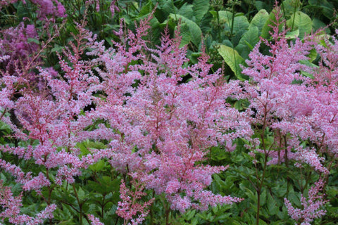 Astilbe 'Flamingo' (x arendsii)