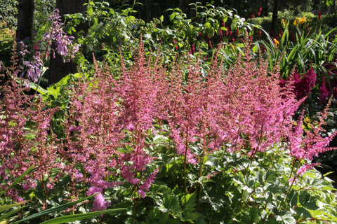 Astilbe 'Heart and Soul'
