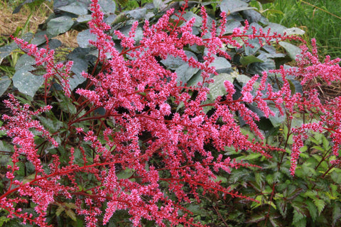 Astilbe 'Key Largo'