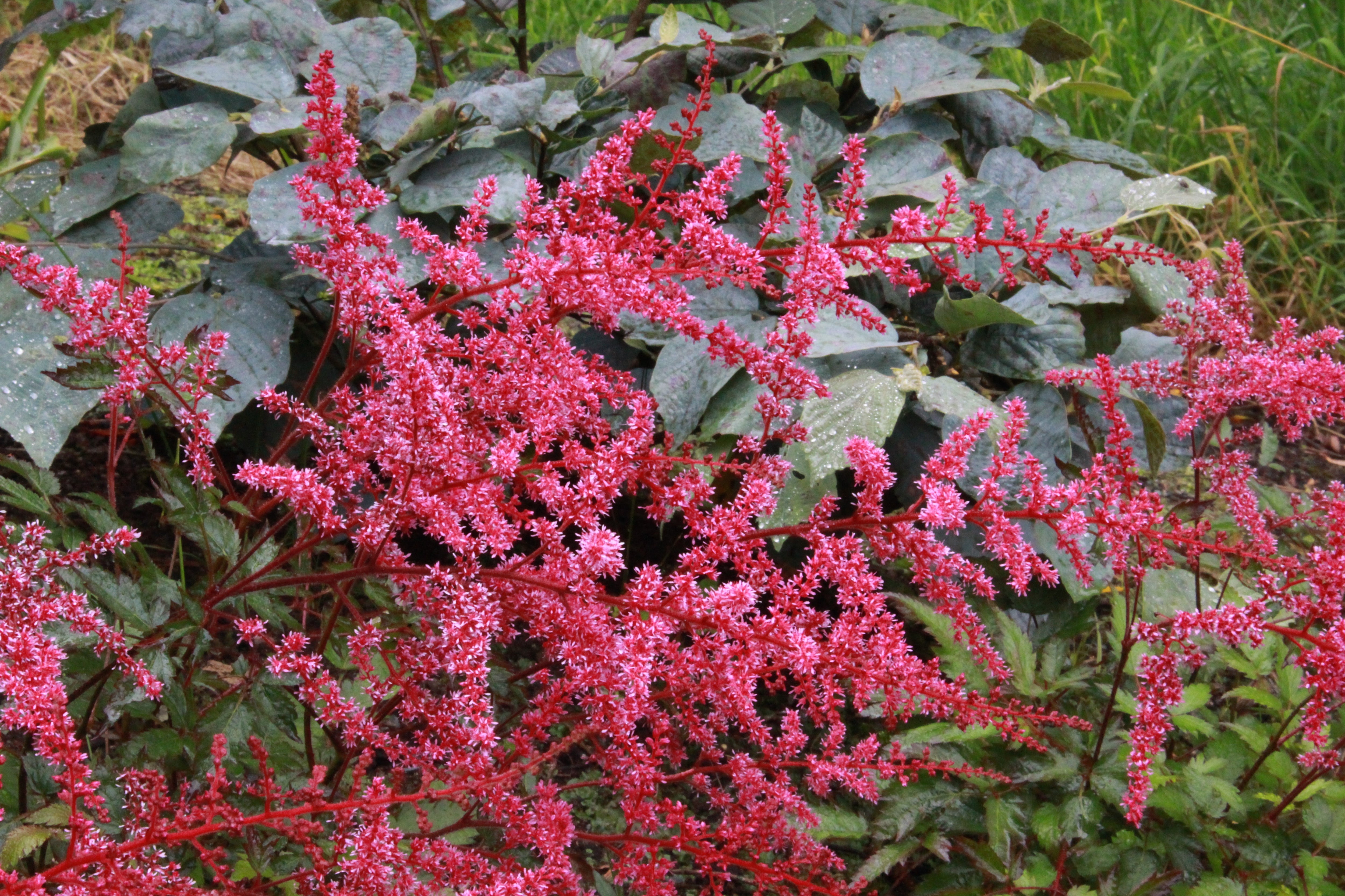 Astilbe 'Key Largo' Ballyrobert Gardens