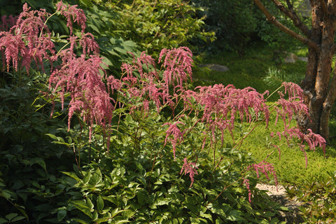 Astilbe 'Straussenfeder' (thunbergii hybrid)