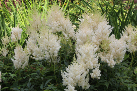 Astilbe 'Weisse Gloria' (x arendsii)